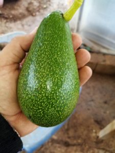 Mersin erdemli aşılı sertifikalı avokado fidanı