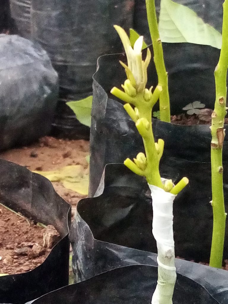 mersin erdemli avokado fidanı
